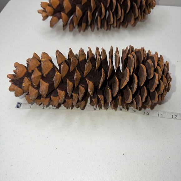Large Sugar Pine Cone 10"-12" Tall Fall & Christmas Craft Decor - Picture 5 of 5